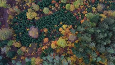 空中前视图秋天森林绿色黄色的树混合落叶松柏科的森林秋天森林色彩斑斓的森林空中视图风景优美的黄色的树<strong>林地</strong>